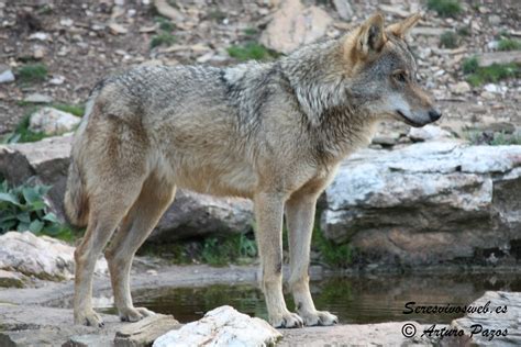 Lobo ibérico (Canis lupus signatus). Indicios de。